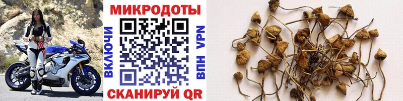 Купить где  Микунь  Галлюциногенные грибы мицелий 